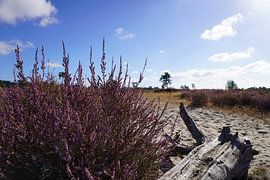 Landscape Loonse and Drunense Dunes by WildWonders