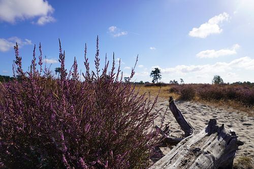 Landscape Loonse and Drunense Dunes