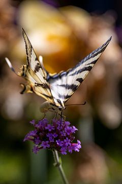 Portrait d'un papillon coloré sur Franca Gielen