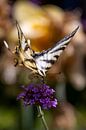 Colourful butterfly portrait by Franca Gielen thumbnail