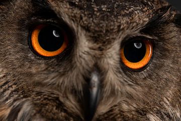 Big orange eyes by Fronika Westenbroek