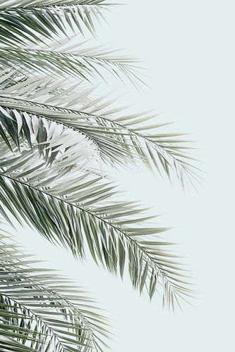 Blaue Palmen