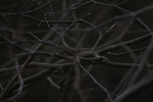 Branches