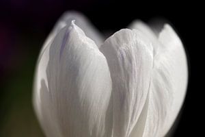 Crocus blanc sur Mister Moret