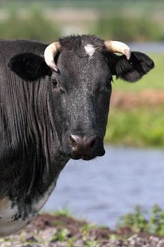 Hollandse Koe van Menno Schaefer