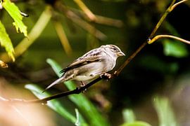 moineau dans le jardin sur Frans Nijssen