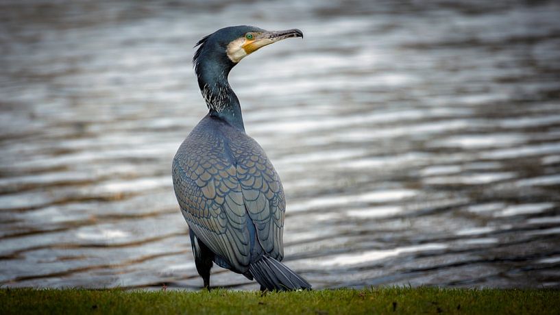 Vigil by Jan van der Knaap