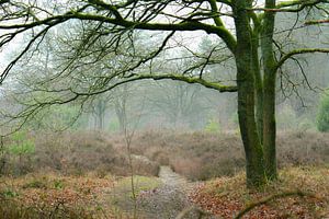 Wintertag auf der Heide