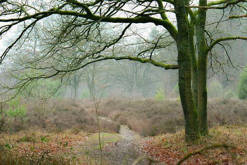 winter day on the heath