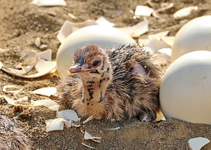 Baby Strauß im Nest