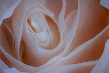 Rose von Jordi Gerla