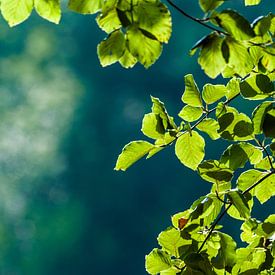 De zon schijnt door de bladeren in het bos von Veerle Verhoeven