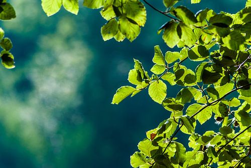 De zon schijnt door de bladeren in het bos