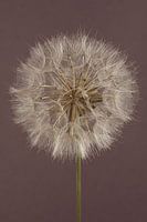 Fluffy ball of a Morning Star (Tragopogon) with mauve coloured background