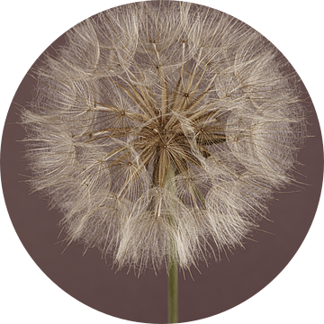 Pluizenbol van een Morgenster (Tragopogon) met mauve kleurige achtergrond van Marjolijn van den Berg