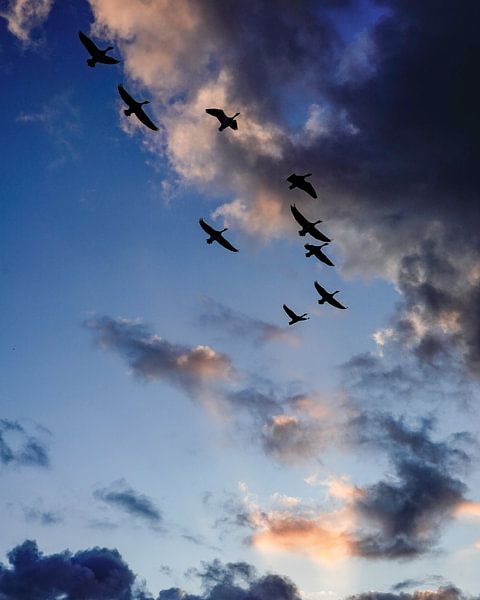 Sunrise Cloud Photography Birds Sky Netherlands by Martijn Jebbink Photography