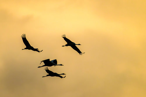 Kraanvogels die tijdens de herfsttrek in de zonsondergang vliegen