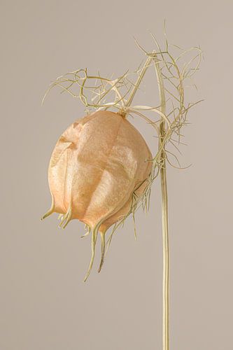 Landelijke eenvoud: Kop op! Een gedroogd juffertje-in-het-groen laat zijn kopje hangen