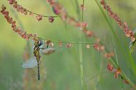 Dragonfly hanging from sorrel by Moetwil en van Dijk - Fotografie thumbnail