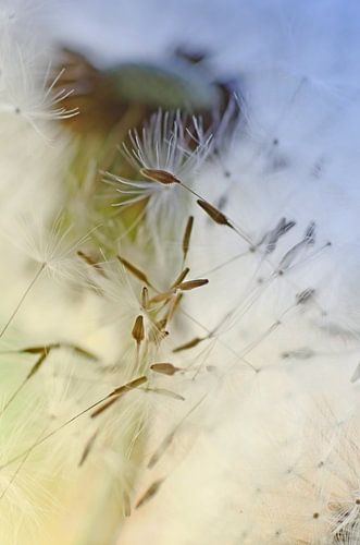 One day I'll fly away