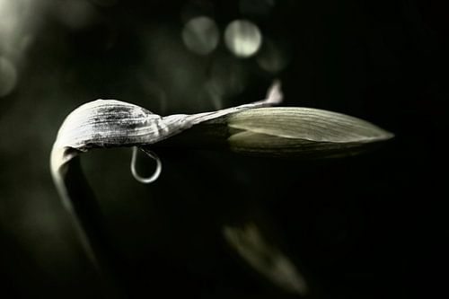 Narcis in ontwikkeling in het Rivierenhof te Deurne.