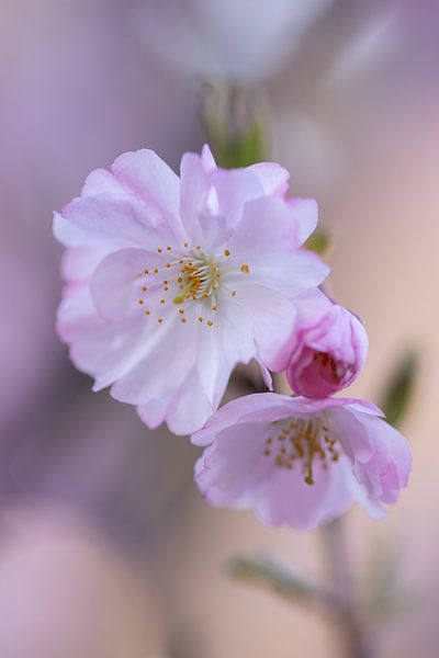 Flowers blossom by PeetMagneet