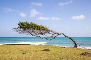 Pointe Allègre, bomen in de wind, Guadeloupe van Fotos by Jan Wehnert