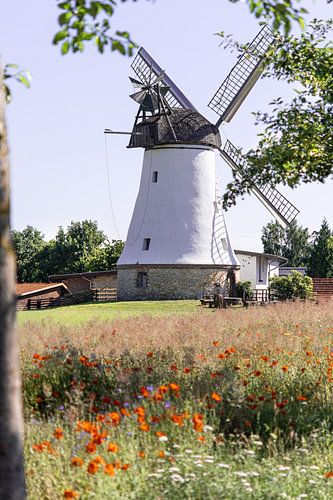 Mühle im Mohnblumenfeld