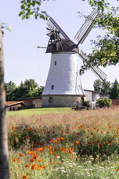 Mühle im Mohnblumenfeld von Kurt Krause