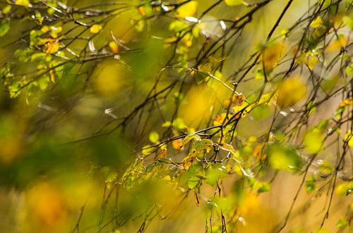 herfst kleur van Astrid Boelens