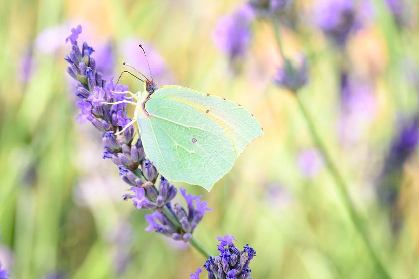 Papillon Cléopâtre assis sur une fleur de lavande par Sjoerd van der Wal Photographie