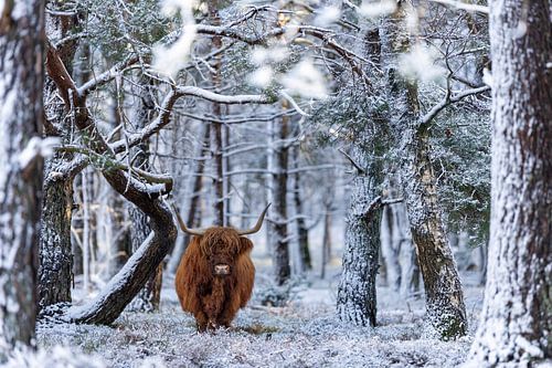 Highlander écossais