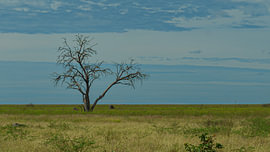 Arbre mort isolé se dressant dans la savane africaine ouverte sur Johannes Jongsma