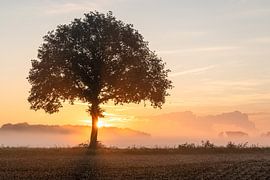 Sonnenaufgang bei einem Baum auf der Linnerheide in Mittellimburg von Karin de Jonge