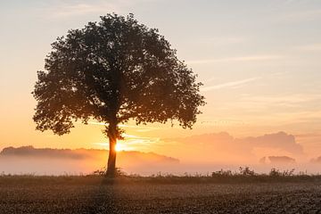 Sonnenaufgang bei einem Baum auf der Linnerheide in Mittellimburg