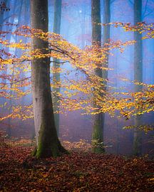 Gold and Blue by Michel Nicolaes