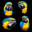 Collage portrait yellow breast macaw by Dieter Walther thumbnail