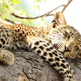 Prachtig jong luipaard luierend in een boom van Romy Wieffer