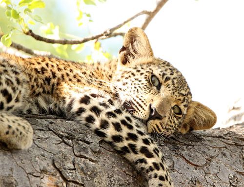 Beautiful young leopard lying in tree in Krugerpark South Africa