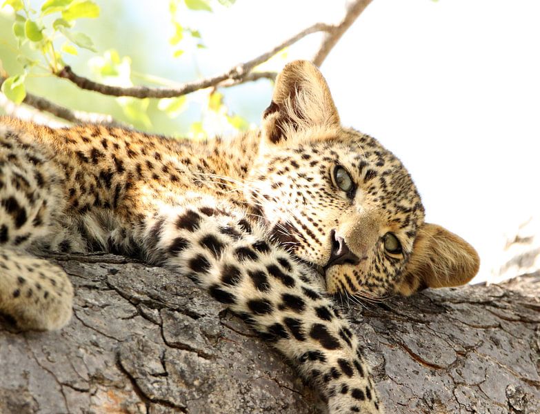 Prachtig jong luipaard luierend in een boom von Romy Wieffer