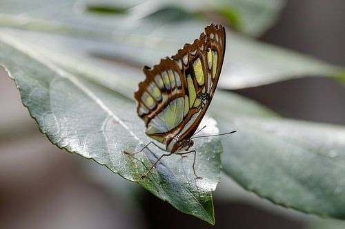 Malachit Schmetterling