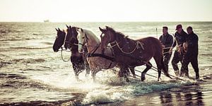 Paarden in de branding