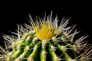 cactus van Fay Kallendorf