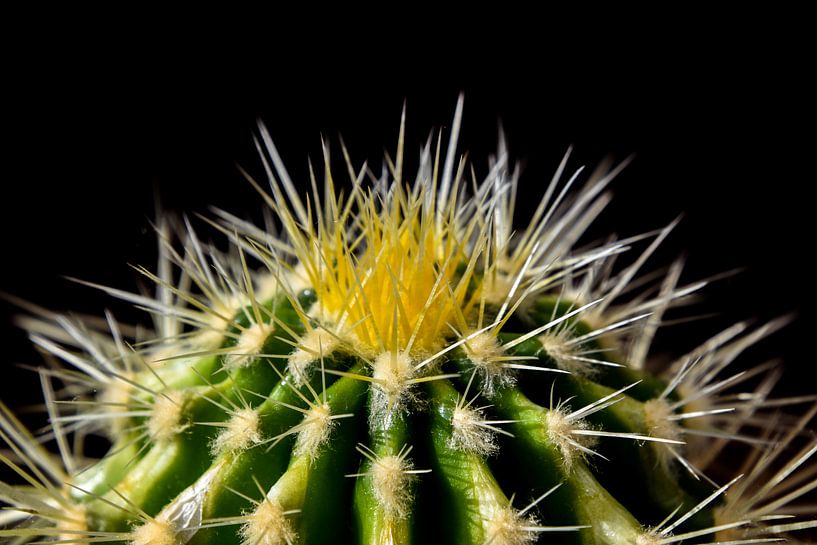 cactus by Fay Kallendorf