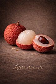 Lychee. Litchi chinensis by Bert Quaedvlieg