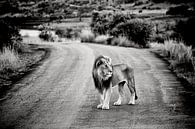 Un lion mâle sur une route de sable en Afrique par Paul Piebinga Aperçu