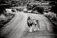 Männlicher Löwe auf Sandstraße in Afrika