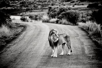 Lion in Afrida