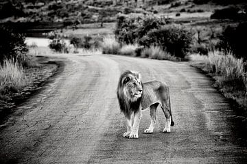 Un lion mâle sur une route de sable en Afrique sur Paul Piebinga