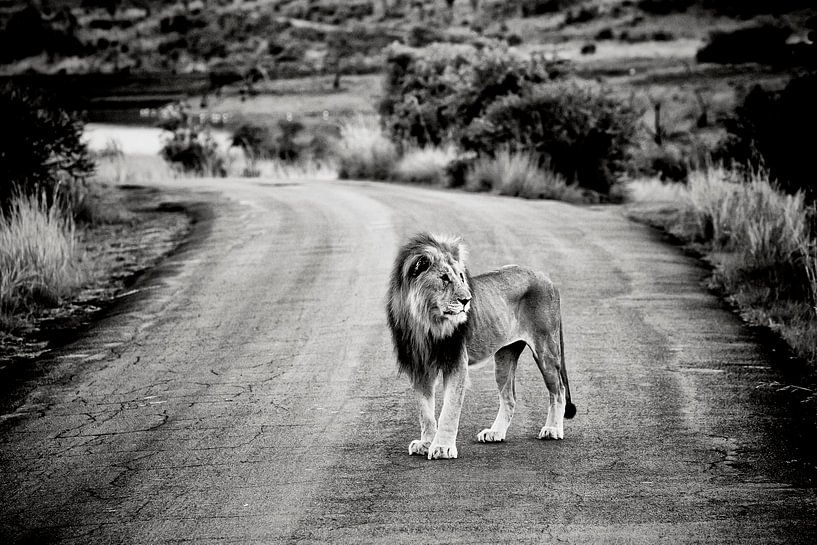 Un lion mâle sur une route de sable en Afrique par Paul Piebinga